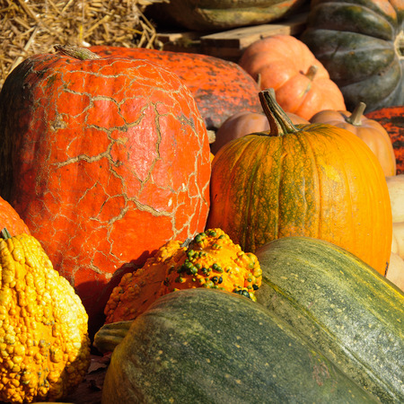 Autumn colorful decoration from fresh healthy pumpkins.の写真素材