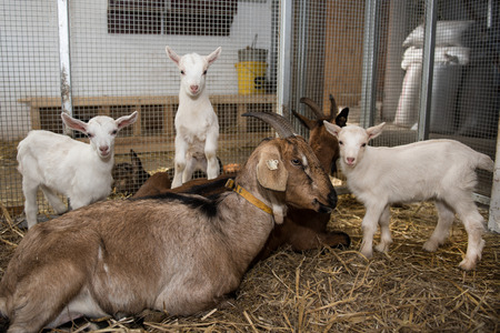 Little white kids with mother on strawの写真素材