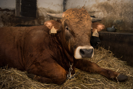 Brown bull on straw - family farmの写真素材