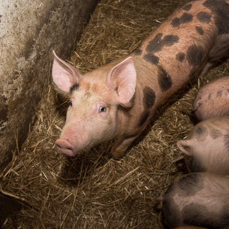 happy pink pig on traditional family farmの写真素材