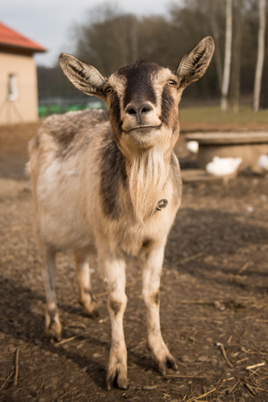 One smiling brown goat on family farmの写真素材