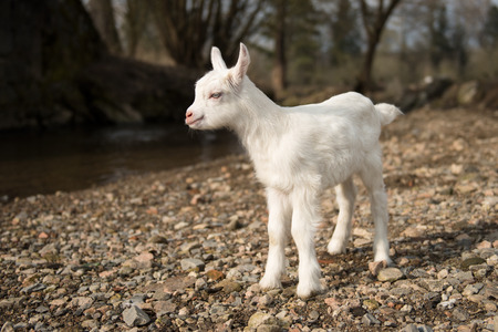 Little white cute kid on stones near the creakの写真素材