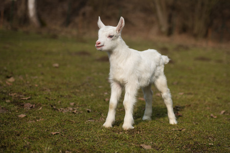 Little white cute kid on green grassの写真素材