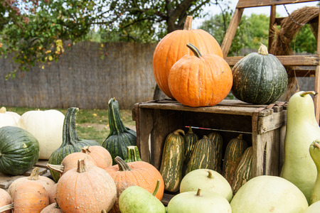 Autumn decoration from colorful bio pumpkins - backgroundの写真素材