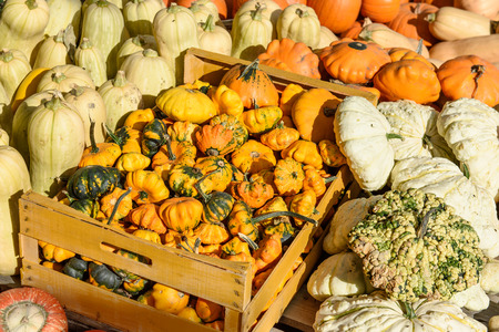 Autumn decoration from colorful bio pumpkins - backgroundの写真素材