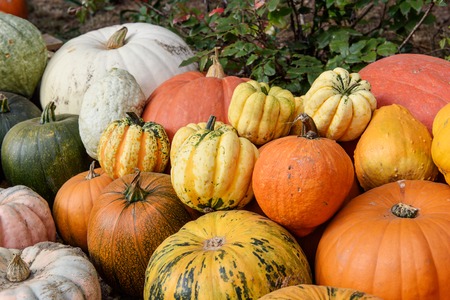 Autumn decoration from colorful bio pumpkins - backgroundの写真素材