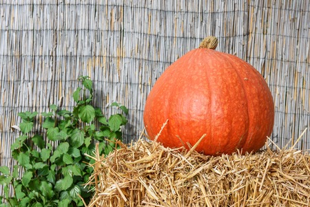 Autumn decoration from colorful bio pumpkins - backgroundの写真素材