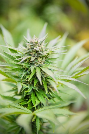 Close up of marijuana bud on green backgroundの写真素材