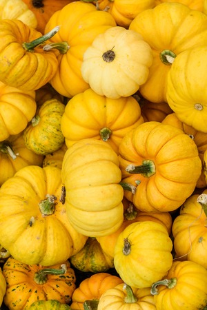 Autumn decoration from colorful bio pumpkins - backgroundの写真素材