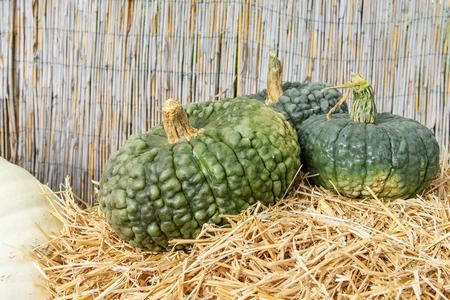 Autumn decoration from colorful bio pumpkins - backgroundの写真素材