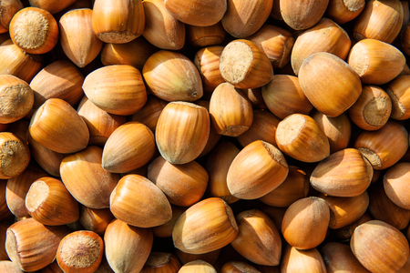 Hazelnut texture, natural background of ripe nutsの写真素材