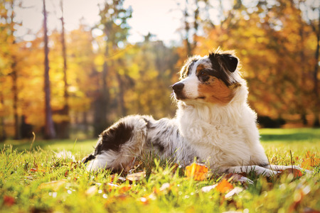Australian Shepherd puppy in the autumn forest, 6 monthsの写真素材