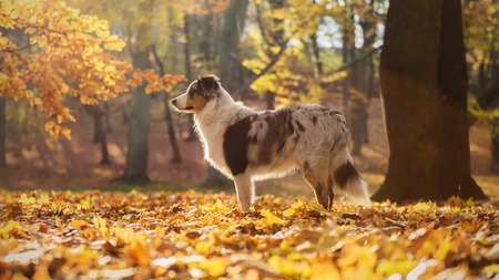 Australian Shepherd puppy in the autumn forest, 6 monthsの写真素材
