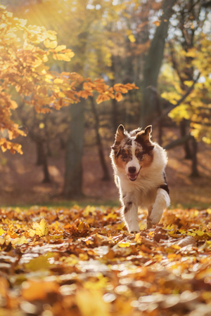 Australian Shepherd puppy in the autumn forest, 6 monthsの写真素材