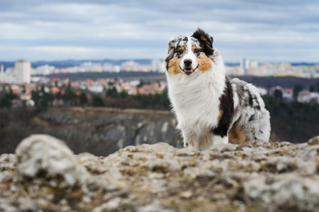 Young and cute Australian Shepherd dog - outdoorの写真素材
