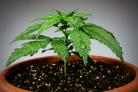 Young healthy marijuana plant in flower potの写真素材