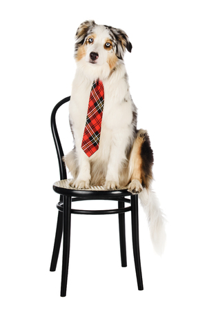 Cute Australian Shepherd isolated on white backgroundの写真素材