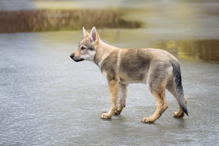 Young cute Czechoslovakian wolf, wild nature photo