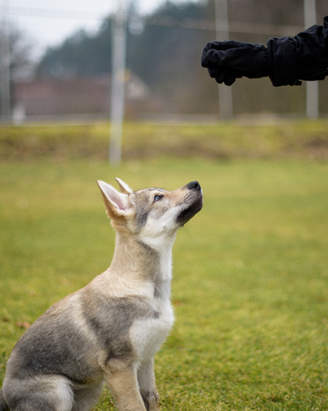 Young cute Czechoslovakian wolf, wild nature photo