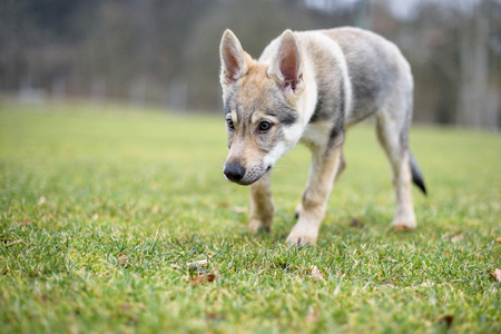Young cute Czechoslovakian wolf, wild nature photoの写真素材
