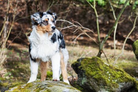 Cute blue merle Australian Shepherd puppy in natureの写真素材