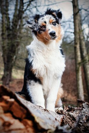 Cute blue merle Australian Shepherd puppy in natureの写真素材