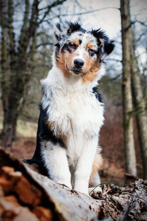 Cute blue merle Australian Shepherd puppy in natureの写真素材