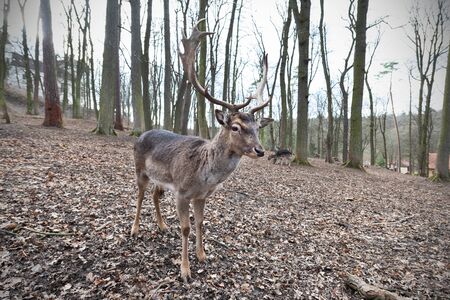 Standing fallow deer male in autumn forestの写真素材
