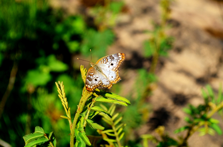 Beautiful butterflyの写真素材