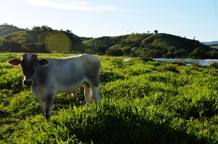 Calf in the pastureの写真素材