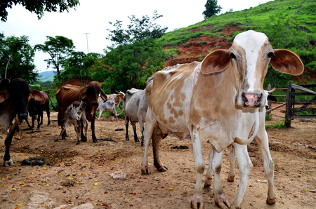 Cows nursing their youngの写真素材