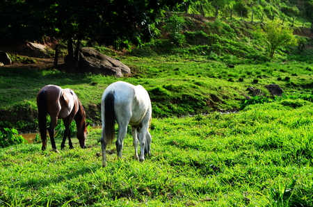 Green pastureの写真素材