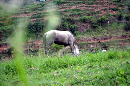 Horse grazingの写真素材