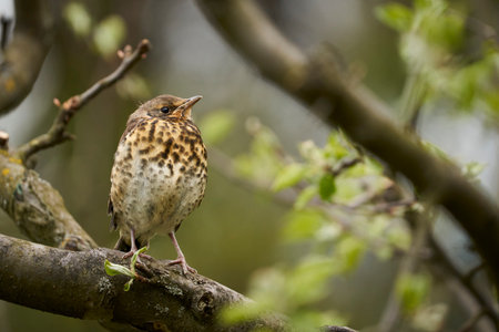 Fieldfare (Turdus Pilaris) in the nature.の写真素材