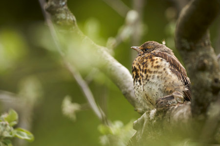 Fieldfare (Turdus Pilaris) in the nature.の写真素材