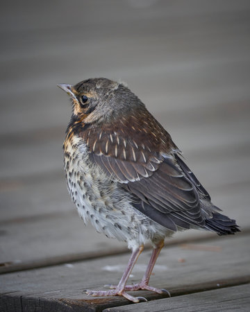 Fieldfare (Turdus Pilaris) in the nature.の写真素材