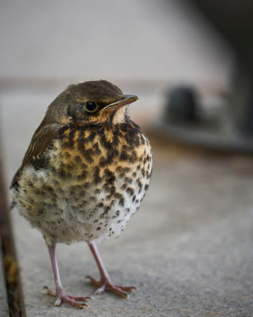 Fieldfare (Turdus Pilaris) sitting on the ground.の写真素材
