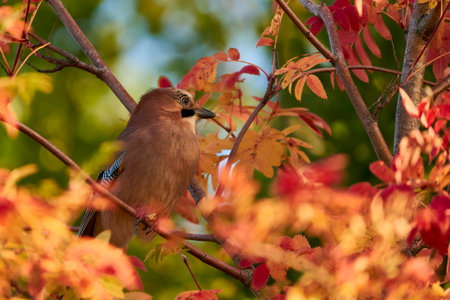 Eurasian jay (Garrulus glandarius) sitting on a tree branch in autumnの写真素材