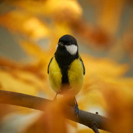 Great tit (Parus major) sitting on a branch in autumnの写真素材