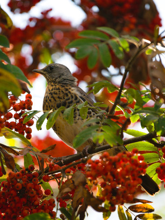 Fieldfare, Turdus pilaris, sitting on a rowan branch