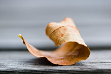 Dry leaf on wooden background. Autumn concept. Selective focus.