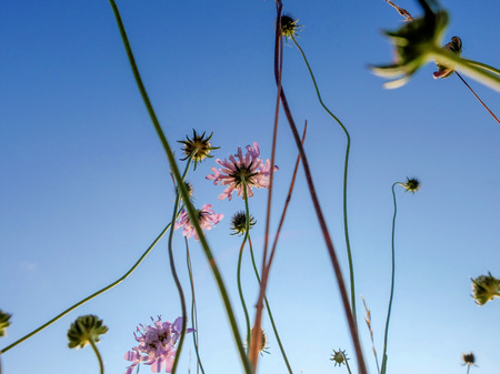 Flowers viewed from belowの写真素材