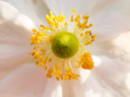 Closeup of flower