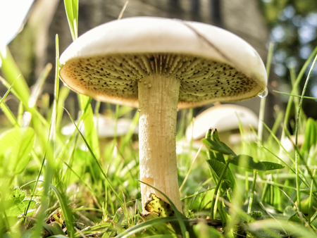 Mushroom on grass