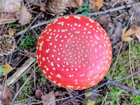 Amanita muscaria - fly agaric in the forestの写真素材