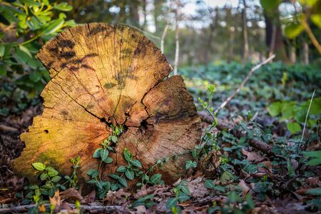 Nature background. Old tree trunk and green leaf plants in sunraysの写真素材