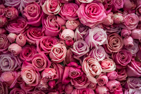 Roses wall background. Nature, fresh pink wedding flowersの写真素材