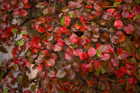 Nature small red leafs brunch background