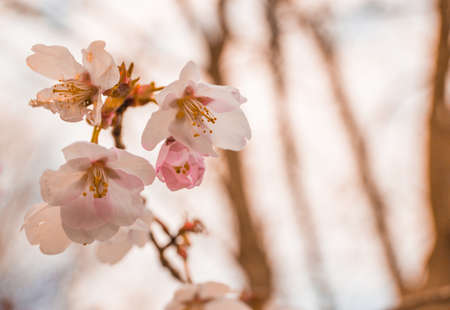 Sakura blossom. Spring blossom background. Natureの写真素材