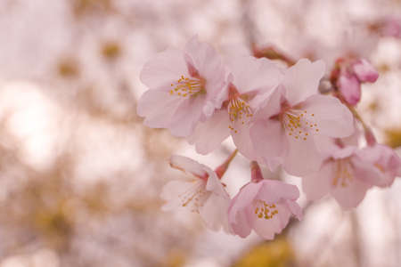 Sakura blossom. Spring blossom background. Natureの写真素材